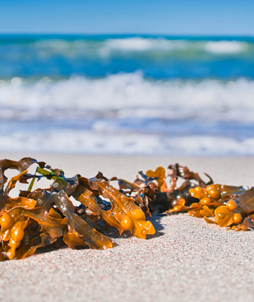 Original GREY Berlin Hyaluron + Algen Zauber-Augencreme, 15ml